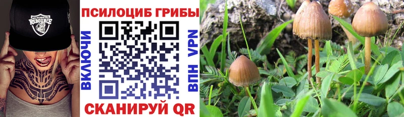 Купить где  Мамадыш  Галлюциногенные грибы мицелий 