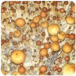 Псилоцибиновые (галлюциногенные)  грибы Psilocybin "Golden Teacher" в Мамадыше