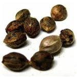 Семена марихуаны АК-47  (Seeds AK-47) в Мамадыше